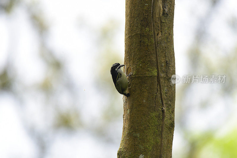 Yellow-rumped Tinkerbird